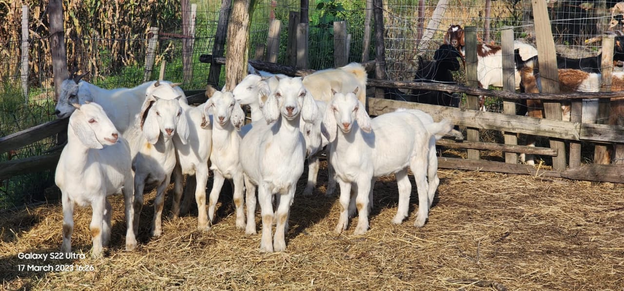 Dairy Goat in KZN for sale