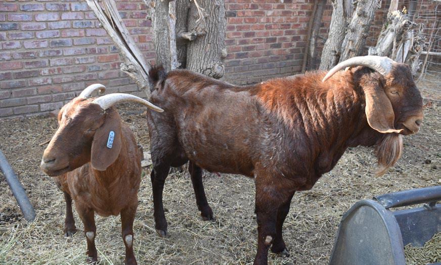 Boer Goat for sale in KZN