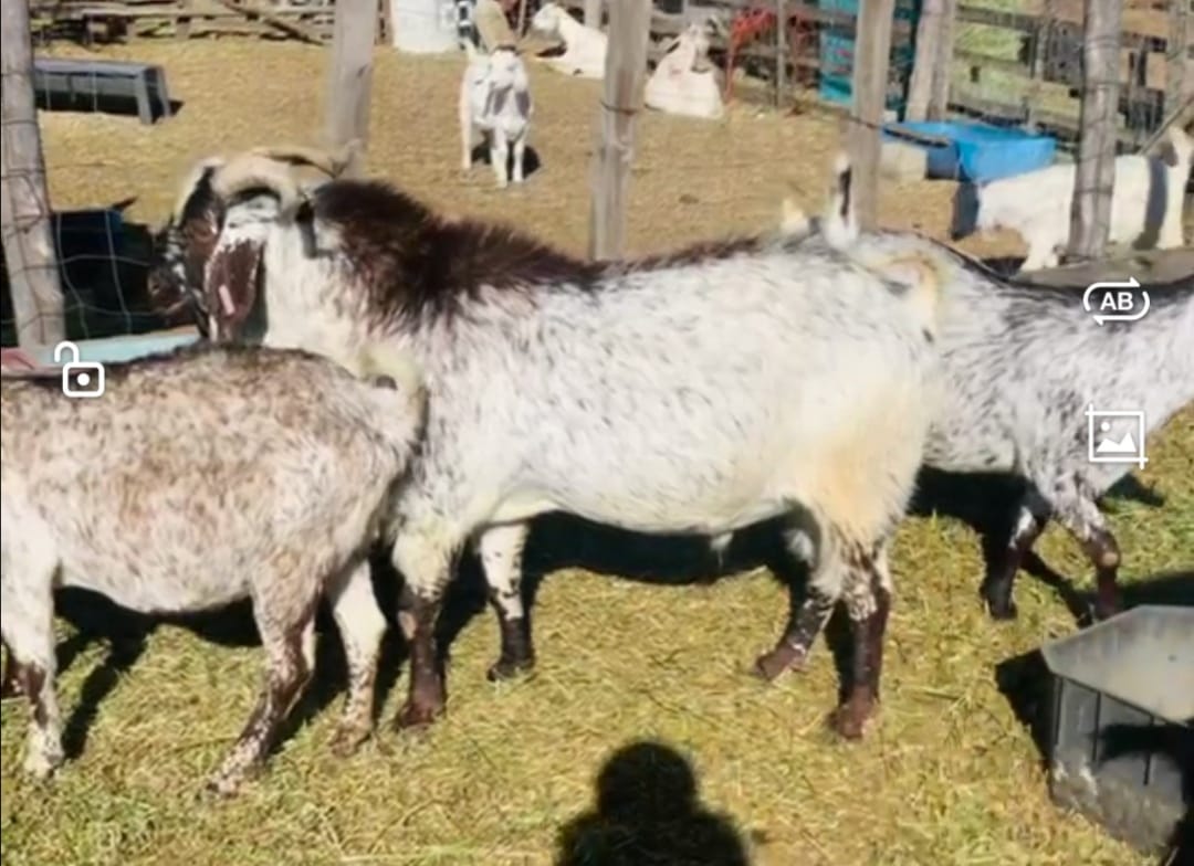 GOAT FOR SALE IN KZN