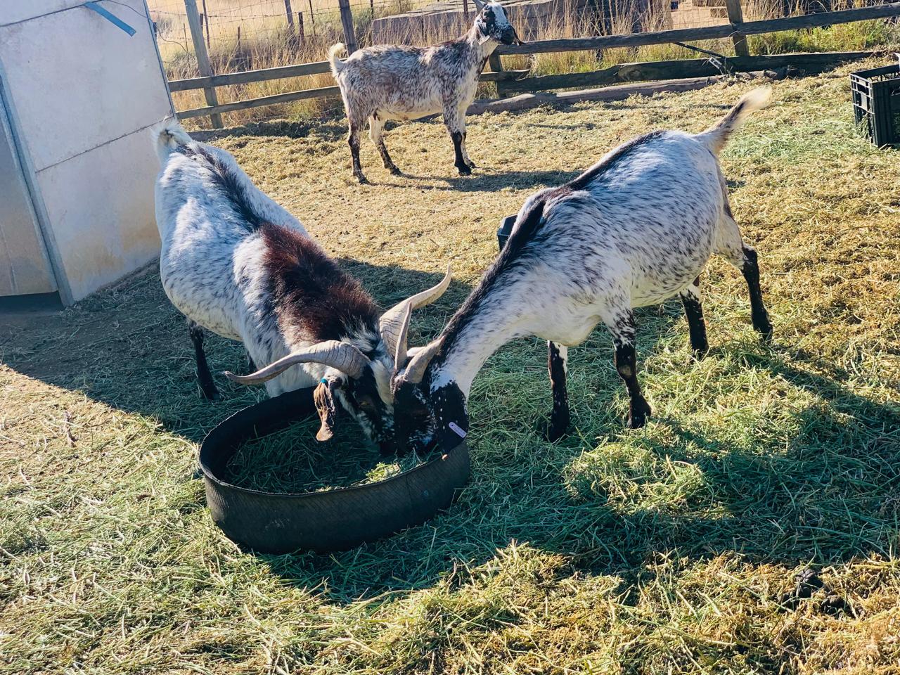 Speckled Goats for Sale